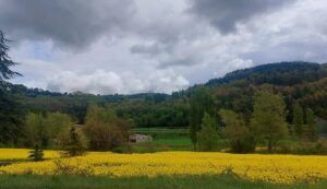 cielo gris nubes prado amarillo montaña verde arboles verdes